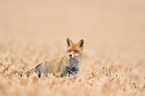 Fuchs