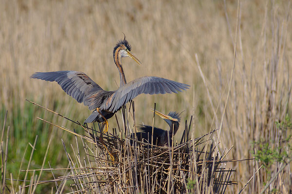 Purpurreiher am Nest