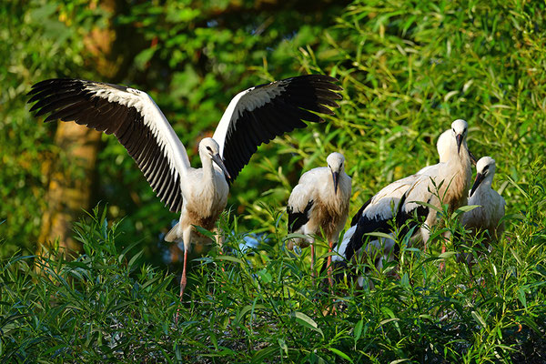 Weißstorch Jungvögel am Nest