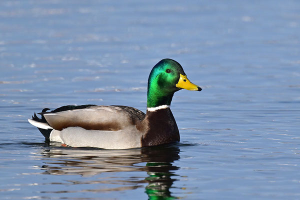 Stockente