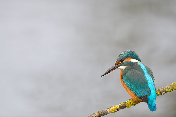 Eisvogel