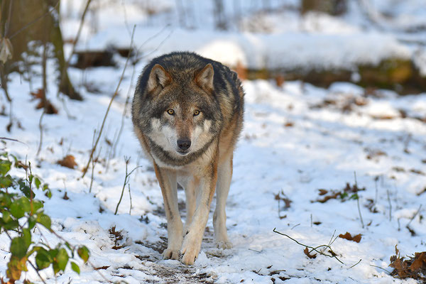 Wolf