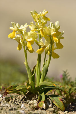 Wenigblütiges Knabenkraut