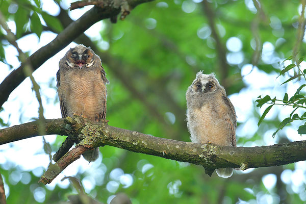 Waldohreule Ästling, Jungvogel