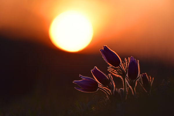 Küchenschelle im Abendlicht