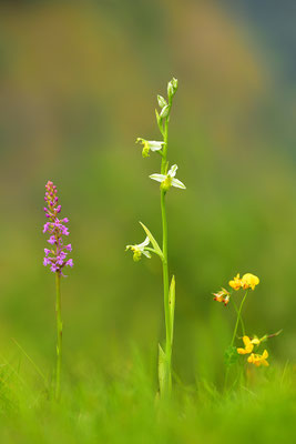 Gelbe Bienenragwurz flavescens