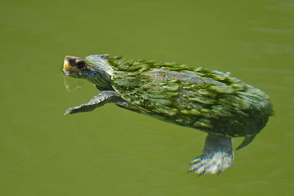 Balkan-Bachschildkröte