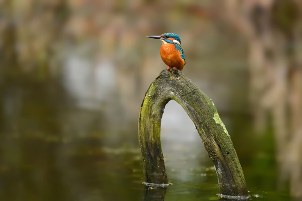Eisvogel Männchen