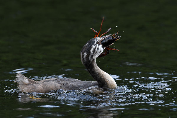 Haubentaucher Jungvogel mit Flusskrebs