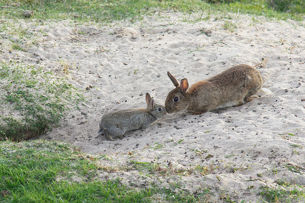 Kaninchen Mutter mit Jungtier