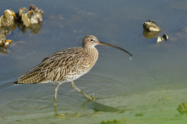 Großer Brachvogel