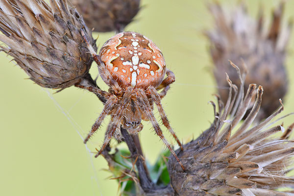 Gartenkreuzspinne