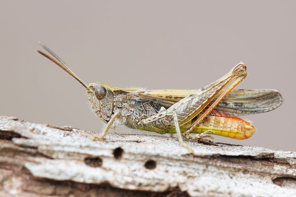 Steppengrashüpfer