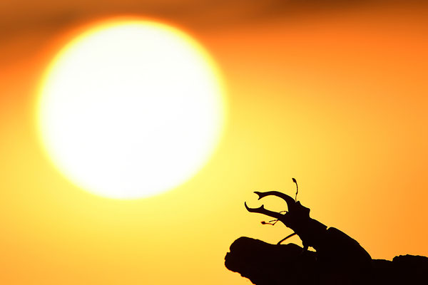 Hirschkäfer Männchen im Abendlicht