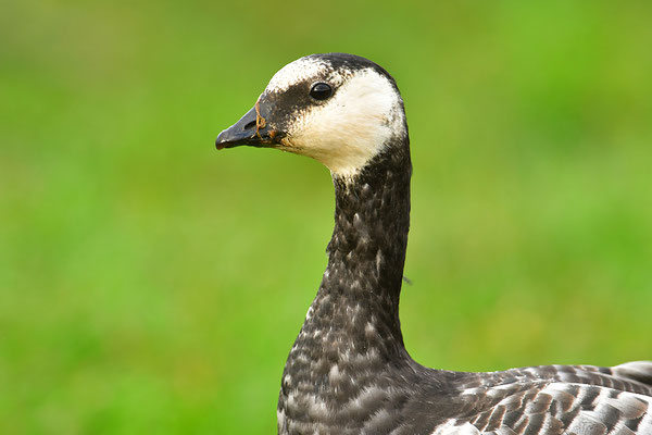 Nonnengans Jungvogel Portrait