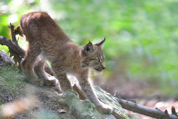 Luchs Jungtier
