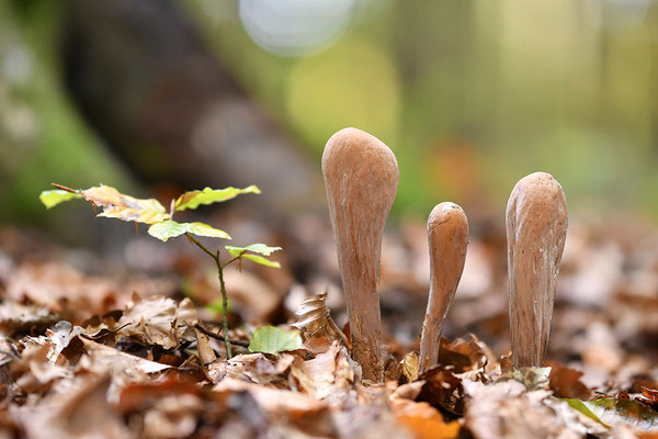 Herkuleskeule