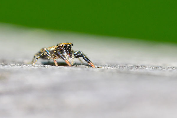 Springspinne