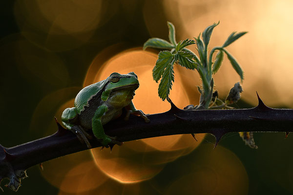 Laubfrosch im Sonnenuntergang