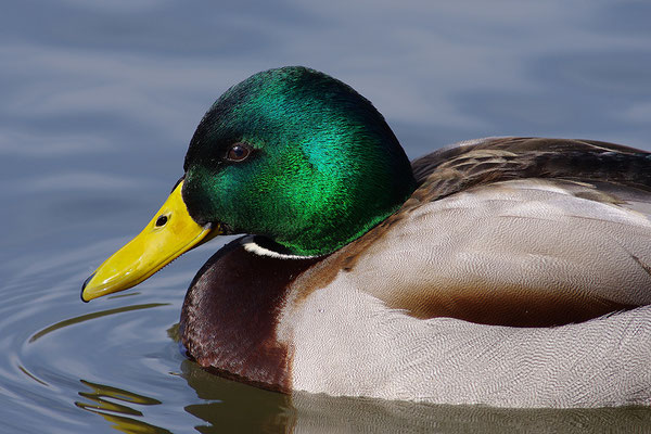 Stockente Männchen