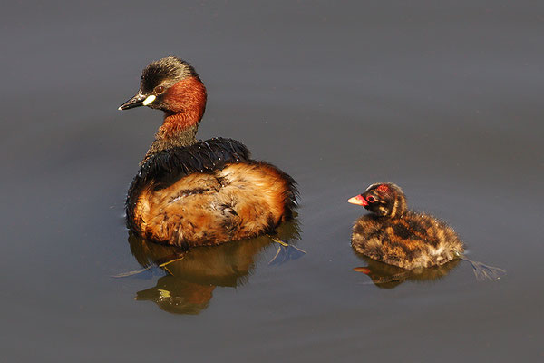 Zwergtaucher mit Jungvogel