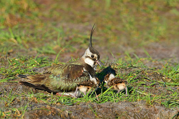 Kiebitz Weibchen mit Jungvogel