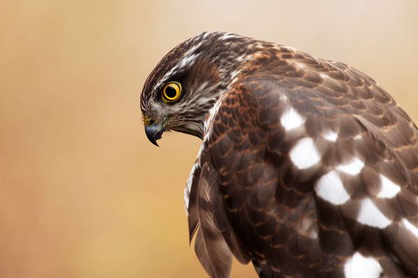 Sperber Kopfportrait