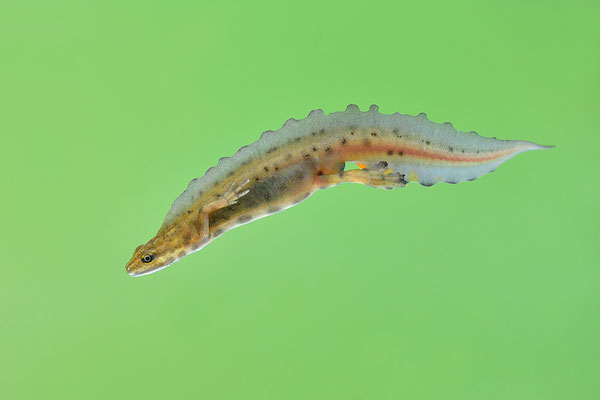 Teichmolch Männchen