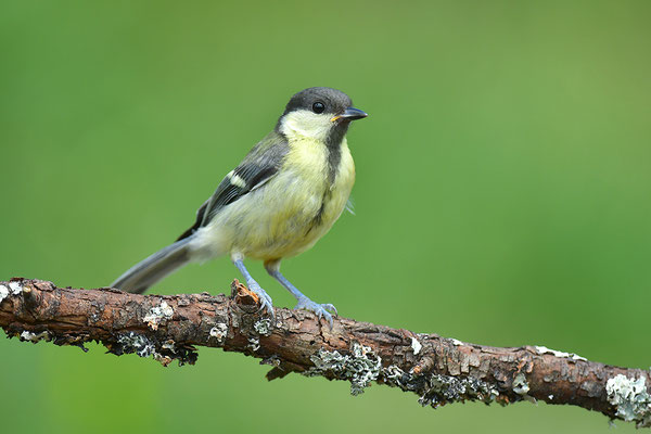 Kohlmeise Jungvogel
