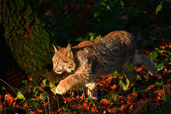 Luchs Jungtier