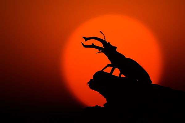 Hirschkäfer Männchen im Abendlicht