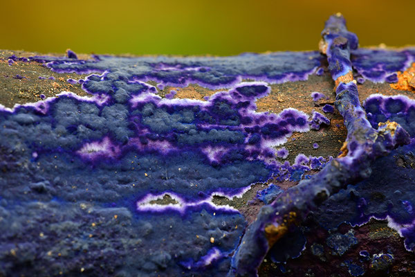 Blauer Rindenpilz