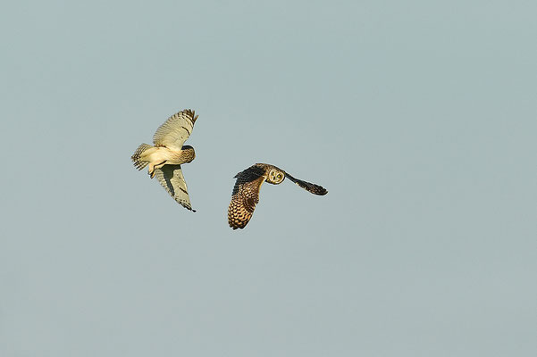 Sumpfohreule im Flug