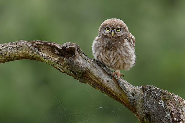 Steinkauz Jungvogel