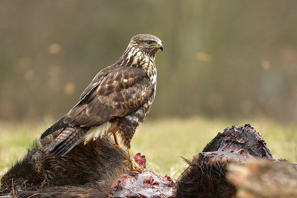 Mäusebussard