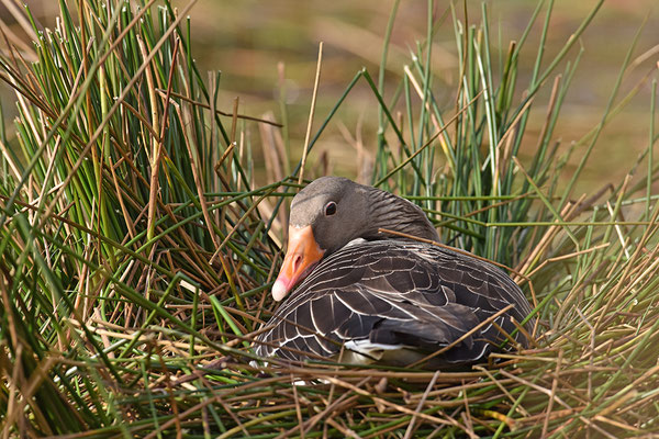 Graugans am Nest