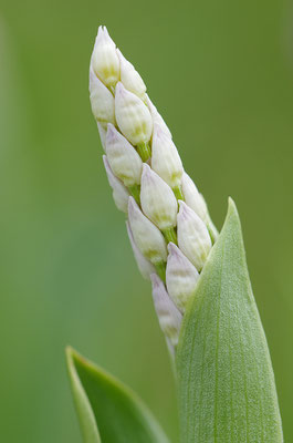Helmknabenkraut