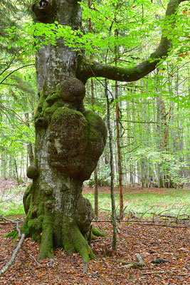 Urwald Bayrischer Wald