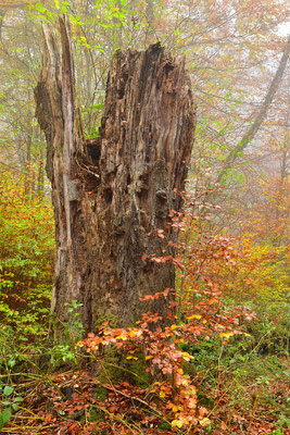 Urwald Sababurg