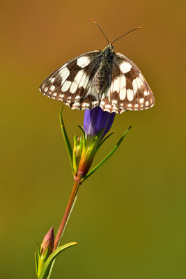 Schachbrettfalter