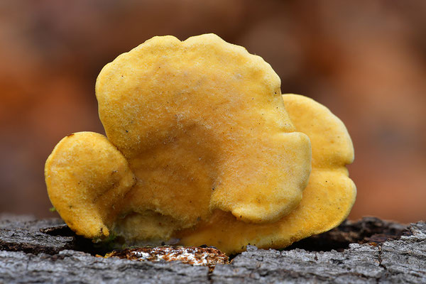 Orangeseitling