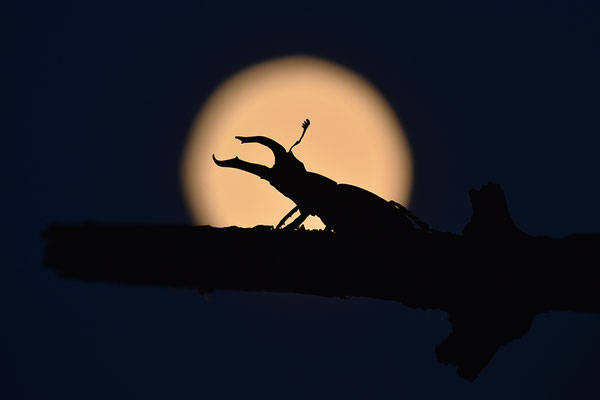 Hirschkäfer Männchen im Vollmond