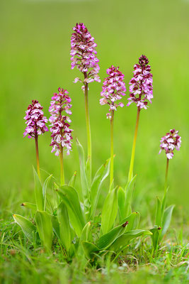 Purpurknabenkraut