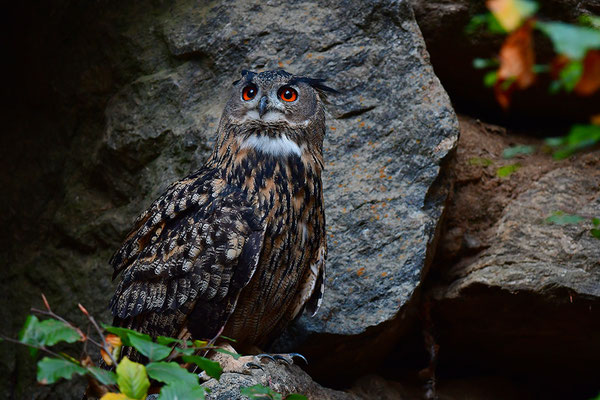 Uhu Balz, Nationalpark Bayrischer Wald Tierfreigelände Neuschönau
