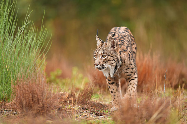 Pardelluchs
