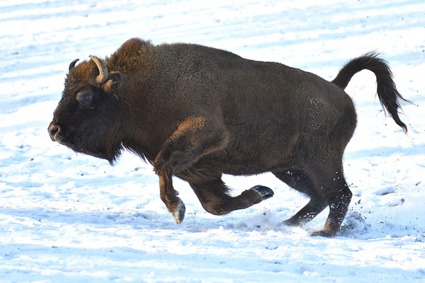 Wisent