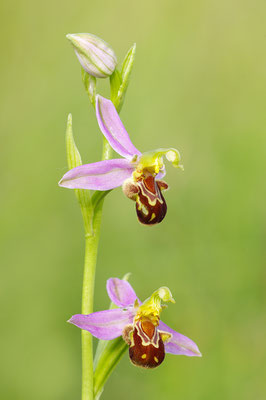 Bienenragwurz Detail