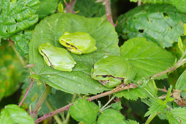 Laubfrosch beim Sonnenbad
