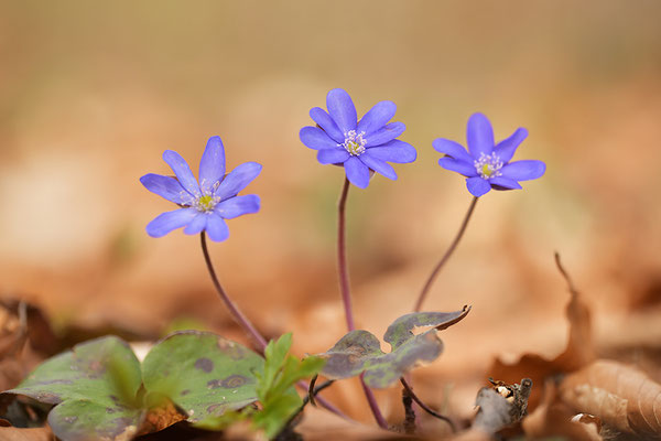 Leberblümchen