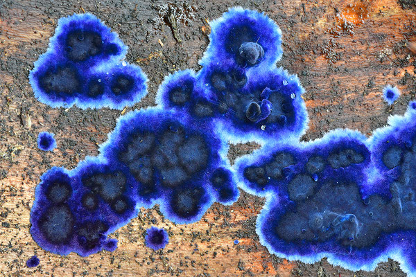 Blauer Rindenpilz